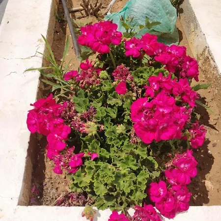 Captain Pier 3* Protaras