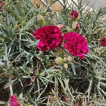 Captain Pier Hotel 3*