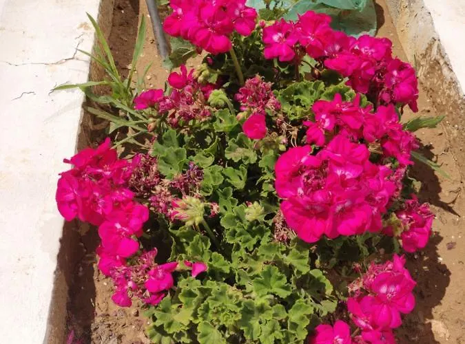 Captain Pier 3* Protaras