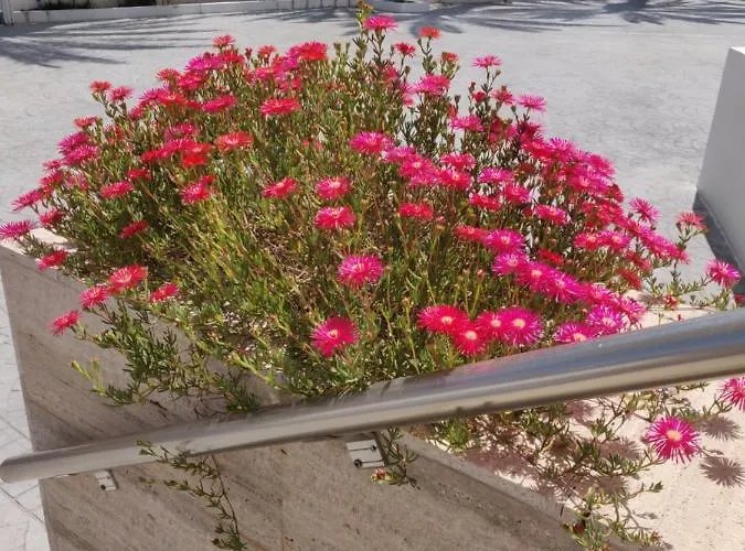 Captain Pier Hotell Protaras