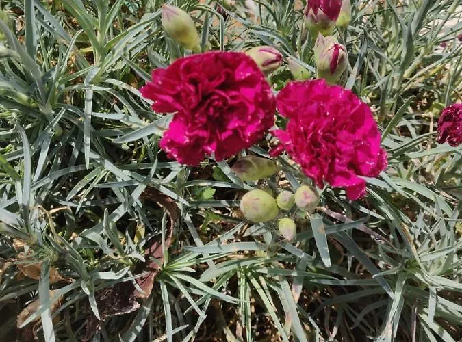 Captain Pier Hotell 3*